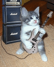 chat guitare