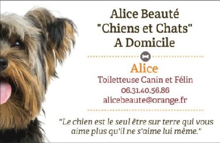 toilette chien